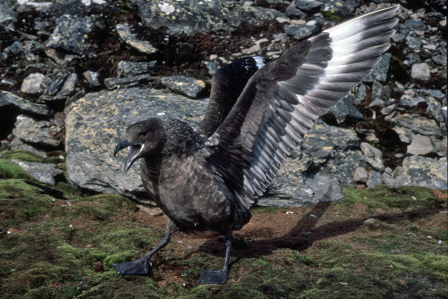 Antarctic or South Polar Skua Displaying - Catharacta maccormicki